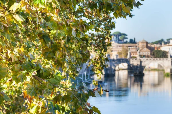 Branch of sycamore tree and Tiber River in Rome — Stock Photo, Image