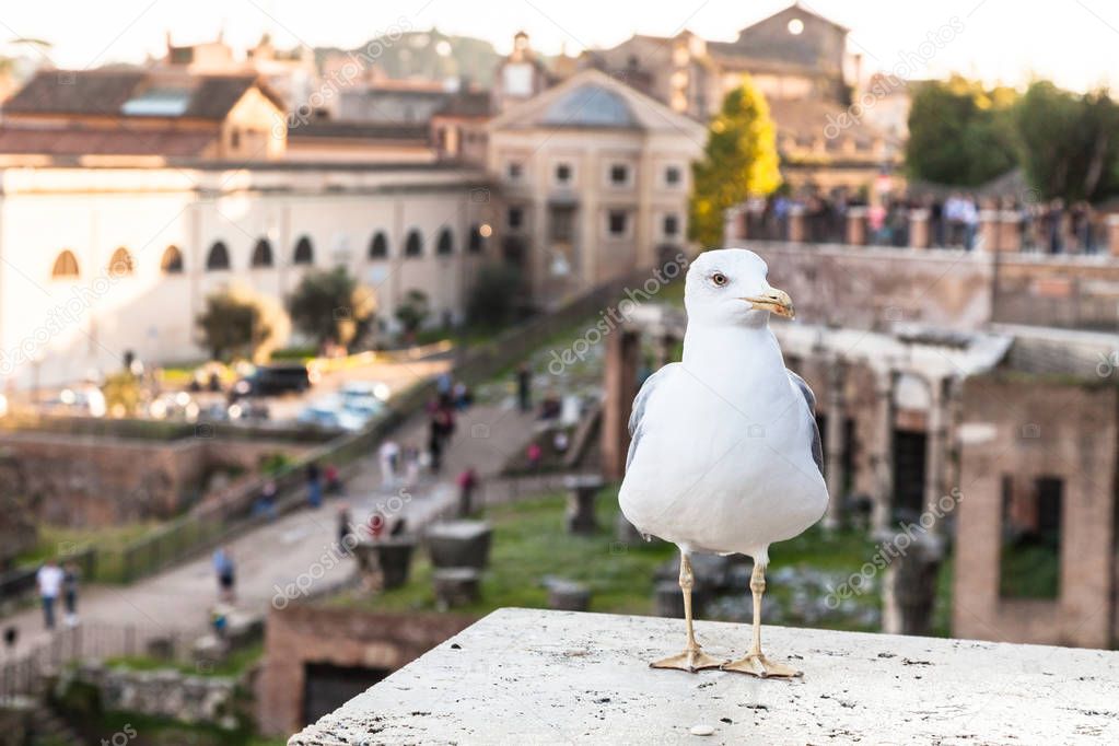 gull and Roman Forums on background in Rome
