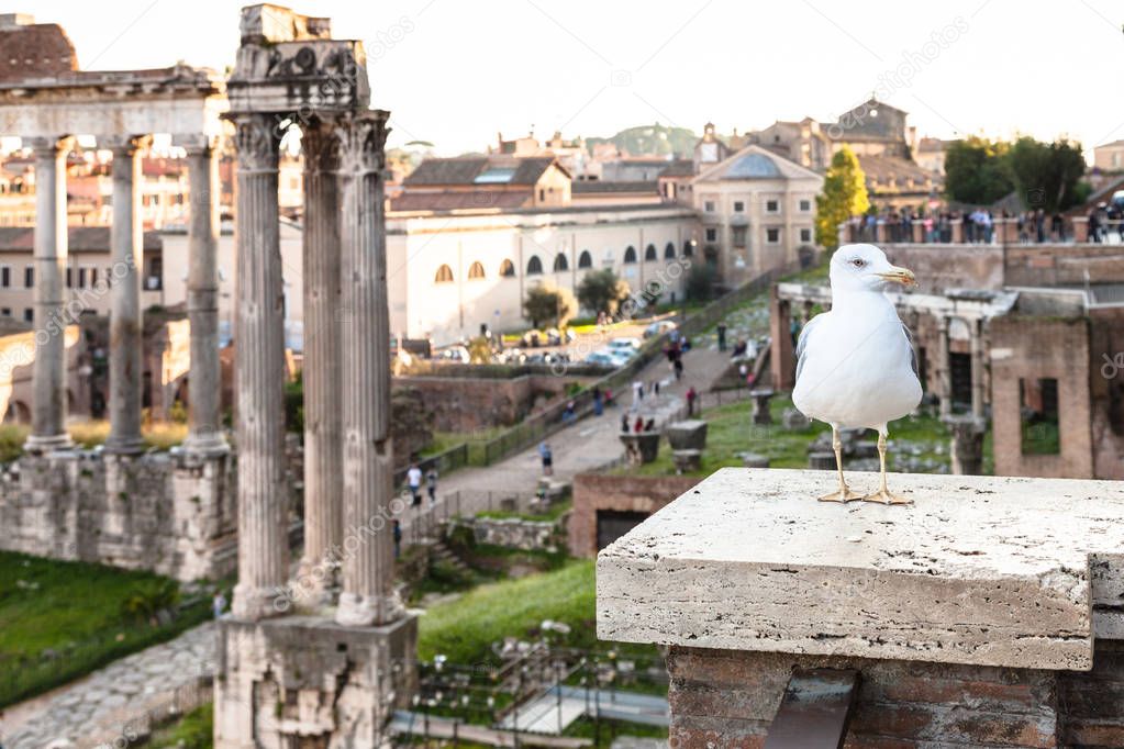 urban seagull and ruins of Forum of Caesar