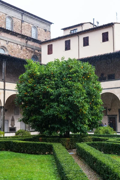 Apelsinträd i gården av Basilica di San Lorenzo — Stockfoto