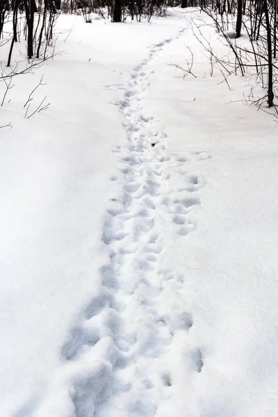 Voetafdrukken in verse sneeuw in bos in de winter — Stockfoto