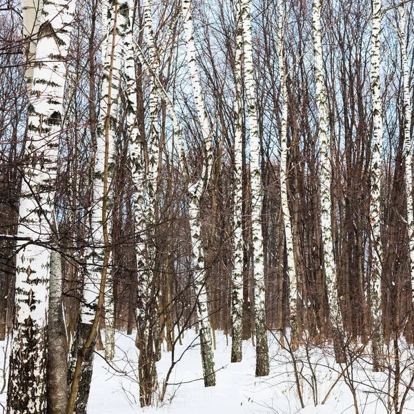 Bétulas na floresta no inverno — Fotografia de Stock