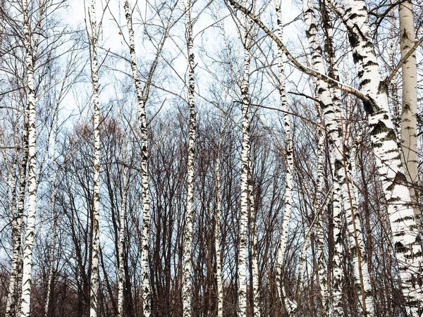 Birkenstämme und kaltblauer Winterhimmel — Stockfoto