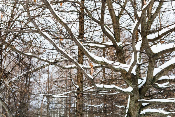 Снігові гілки покриті деревом взимку — стокове фото