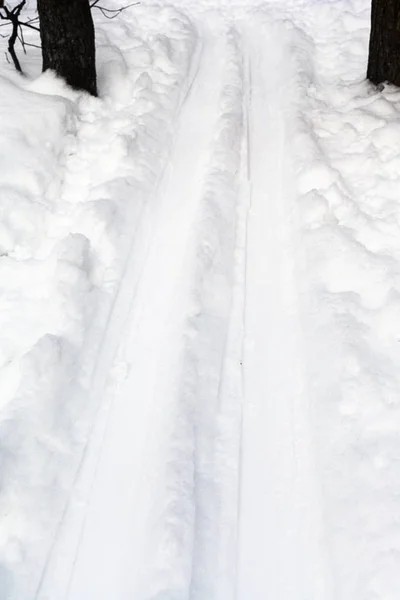 Sci di fondo nella foresta in inverno — Foto Stock