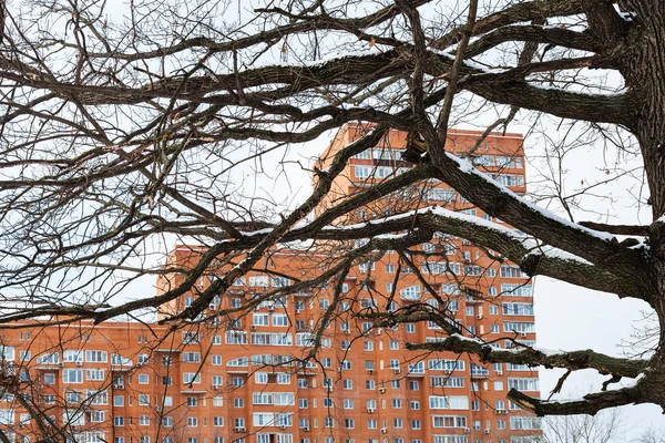 Kahle Eichenzweige und städtisches Mehrfamilienhaus — Stockfoto