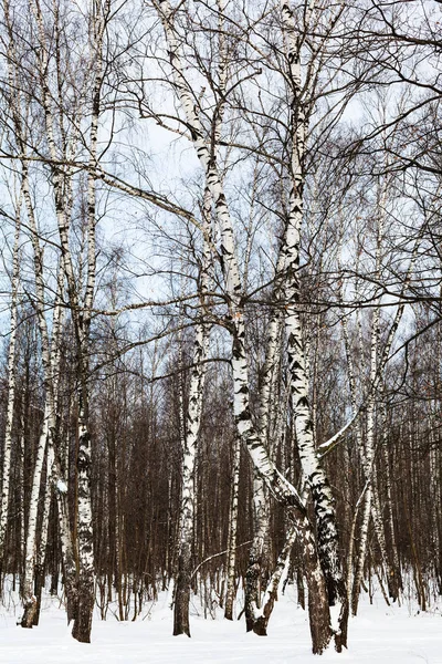 Birch grove in forest in winter — Stock Photo, Image