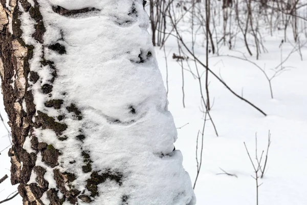 Tronco d'albero innevato da vicino in inverno — Foto Stock