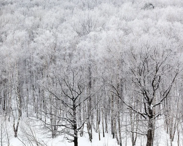 Bois dans la neige dans la journée froide d'hiver — Photo