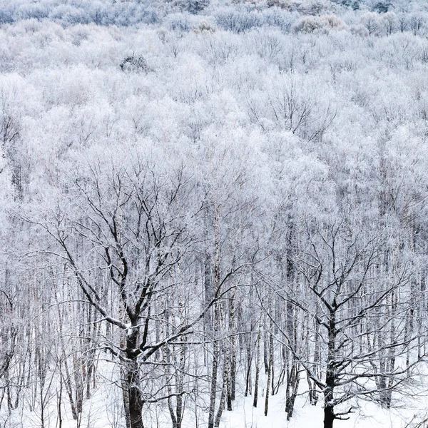 在寒冷的冬日里, 森林里的橡树在雪中 — 图库照片