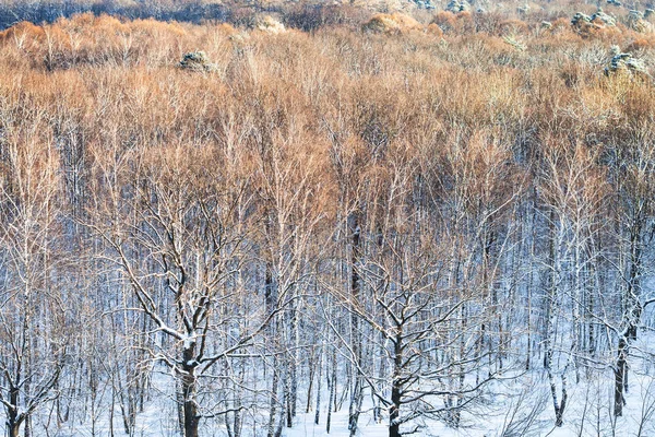 Vrcholky stromů, které jsou osvětleny slunečním světlem v zimě — Stock fotografie