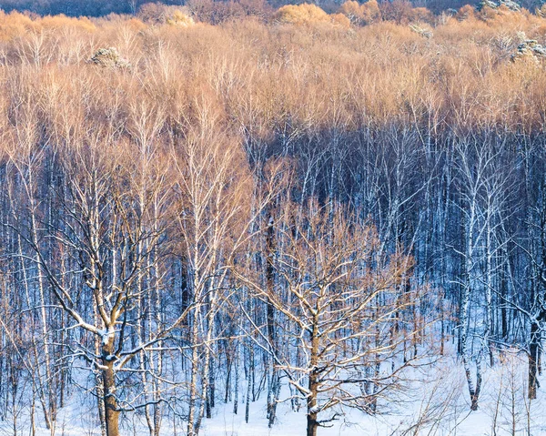Coronas de árboles iluminadas por la luz del sol en invierno —  Fotos de Stock