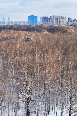 şehir ve ağaç kron güneş tarafından aydınlatılmış