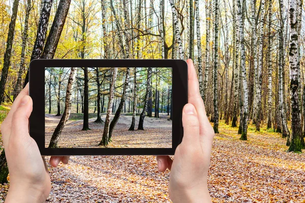 Huş ağaçları sonbaharda ormandaki fotoğrafı — Stok fotoğraf