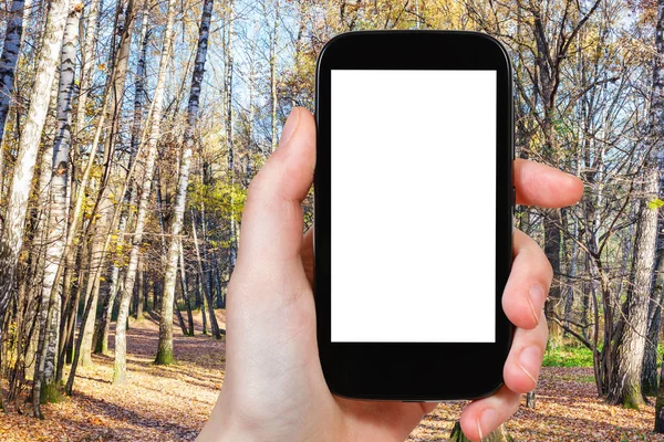 Смартфон з вирізаним екраном і осіннім лісом — стокове фото