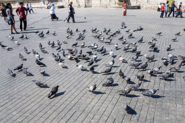 Istanbul içi Taksim meydanında güvercinler