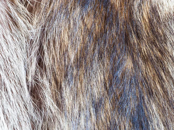 Haare aus Waschbärfell hautnah — Stockfoto