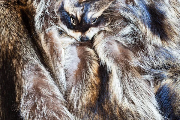 Few raccoon pelts with head — Stock Photo, Image