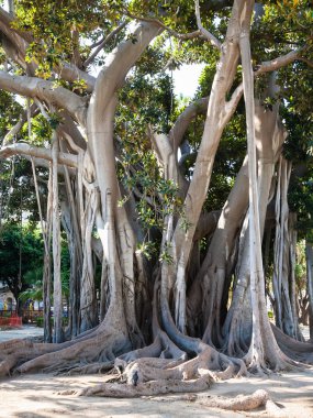 Giardino Garibaldi Palermo şehrinde en eski ağaç