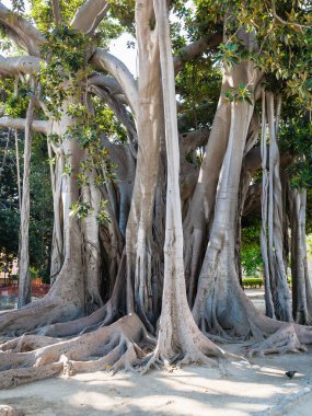 Giardino Garibaldi Palermo şehrinde Ficus ağaç
