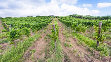 Yeşil bağ ve Etna bölgede zeytin ağaçları