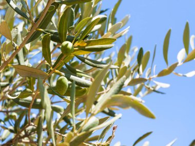 Sicilya'da zeytin zeytin ağacı üzerinde kapat