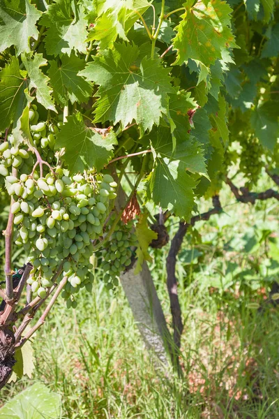 Raisin vert dans le vignoble en Sicile — Photo