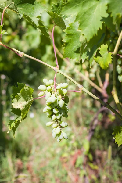 Куча зеленого винограда закрывается на винограднике — стоковое фото