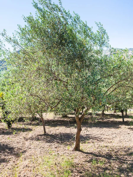 Grüner Olivenbaum im Garten in Sizilien — Stockfoto