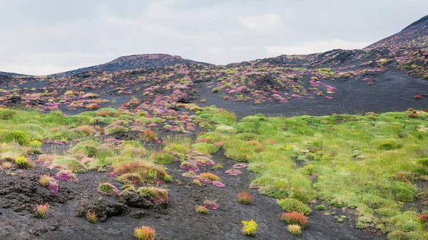 Första vegetation på vulkanisk mark av vulkanen Etna — Stockfoto