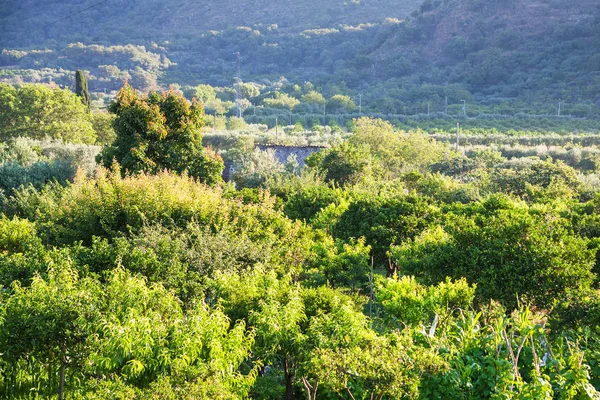 Paesaggio rurale con verde frutteto in Sicilia — Foto Stock