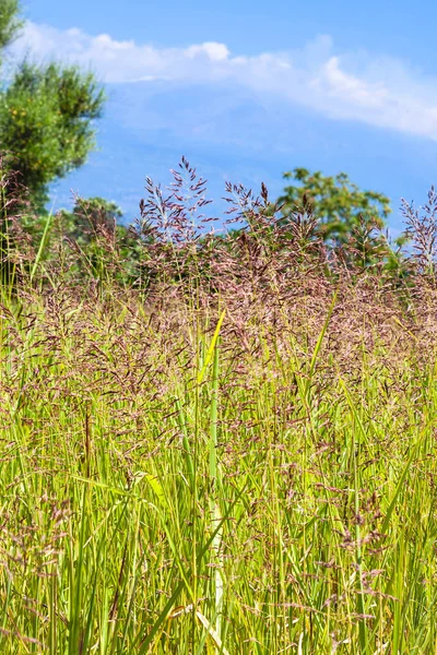 Blick auf grünes Gras auf Wiese und Ätna — Stockfoto