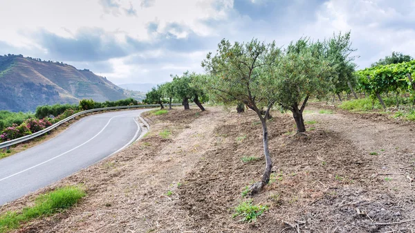 Olijfbomen en wijngaard op weg in Sicilië — Stockfoto