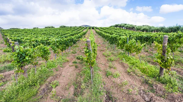 Zielonych winnic i drzew oliwnych w regionie Etna — Zdjęcie stockowe