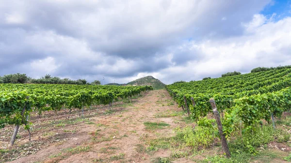 Clouds over green vineyard in Etna region — Stock Photo, Image