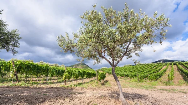 Drzewo oliwne przed winnic w regionie Etna — Zdjęcie stockowe