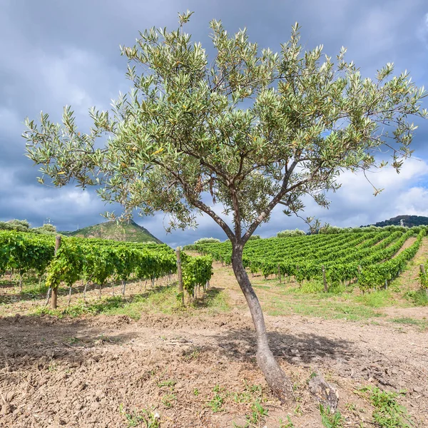 Оливковое дерево возле виноградников в регионе Этна на Сицилии — стоковое фото