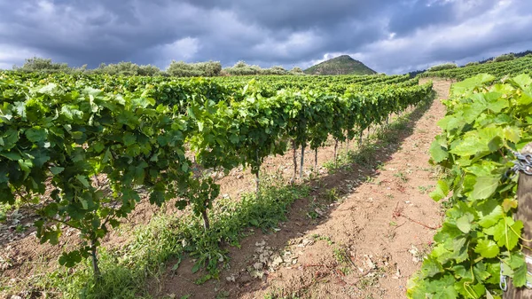 Zielonych winnic w regionie Etna na Sycylii — Zdjęcie stockowe