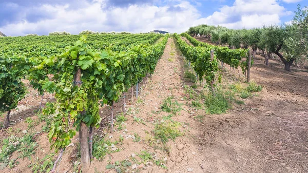 Wijngaarden en olijfbomen tuin in Etna regio — Stockfoto