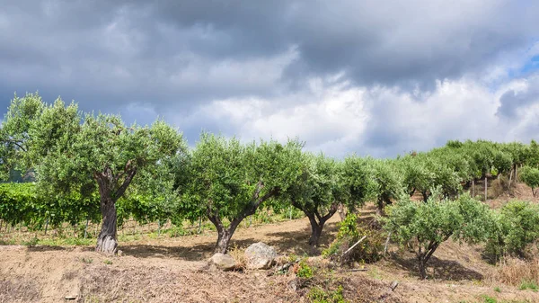 Оливковые деревья в саду в Этническом регионе Сицилии — стоковое фото
