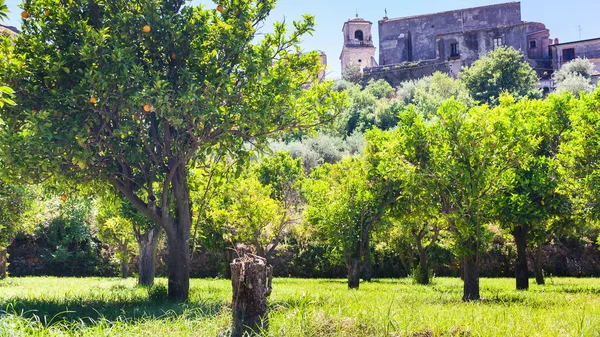 Orangenbäume im Garten in francavilla di sicilia — Stockfoto