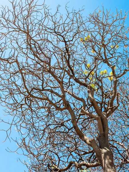 Baum trocknen und blauer Himmel in Sizilien — Stockfoto