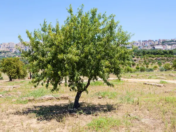 Персиковое дерево и вид на город Агридженто на Сицилии — стоковое фото