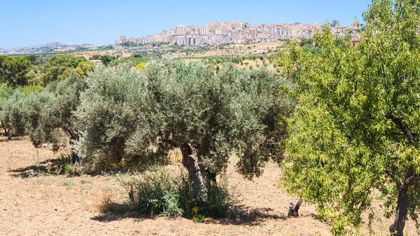 Olivenbäume und Blick auf Agrigent Stadt in Sizilien — Stockfoto