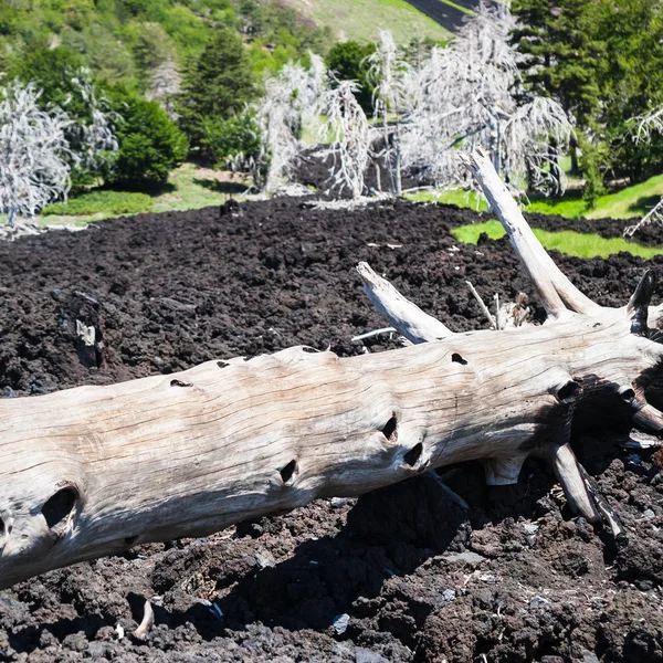 Burned tree in petrified lava flow on Etna slope — Stock Photo, Image