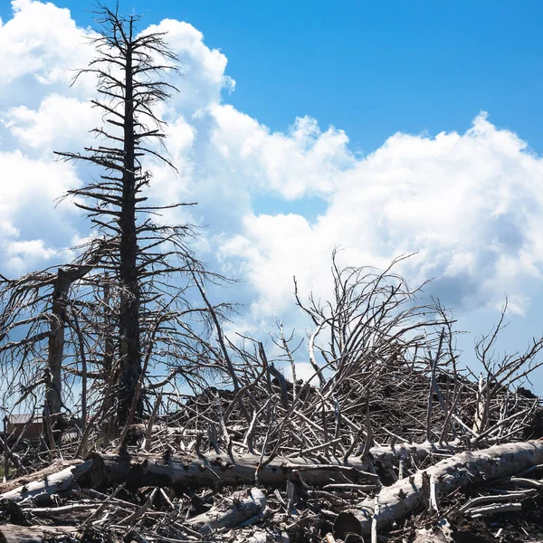 Dried trees on slope of Etna volcano — Stock Photo, Image