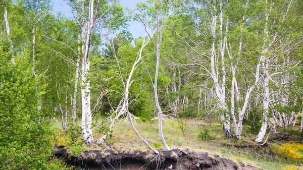Birken in vulkanischem Boden am Hang des Ätna — Stockfoto