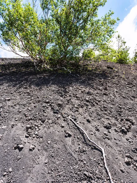 Green bush on volcanic soil on slope of Etna — Stock Photo, Image