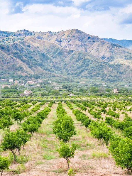 Sicilya bölgesinin Alcantara mandalina Bahçe — Stok fotoğraf