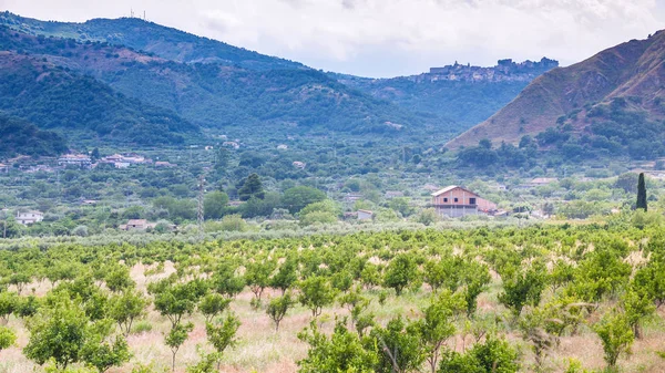 Paesaggio rurale con alberi di mandarino in Sicilia — Foto Stock